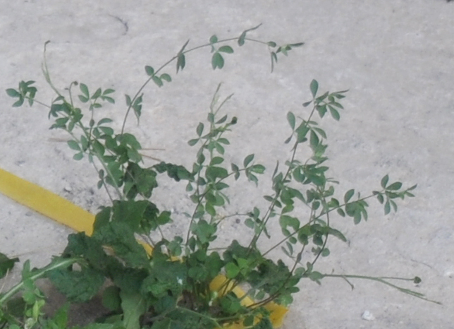 LOTUS CORNICULATUS L. - ginestrino alpino